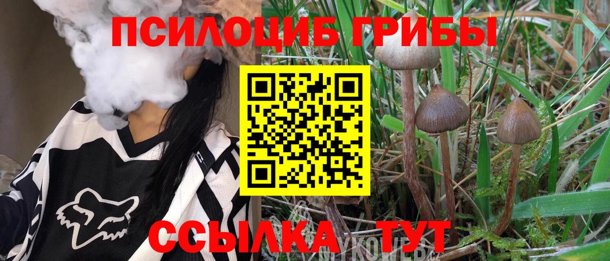 Псилоцибиновые грибы мицелий Ефремов